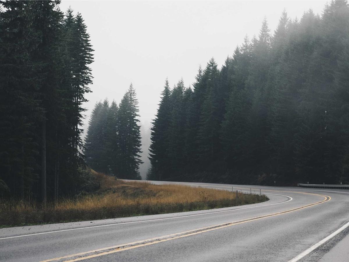 Carretera que se pierde en la niebla entre pinos